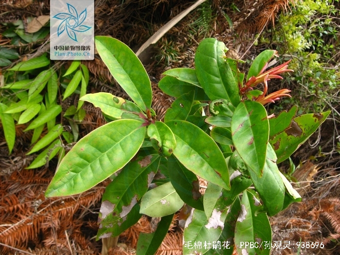  p>丝线吊芙蓉,中药名.