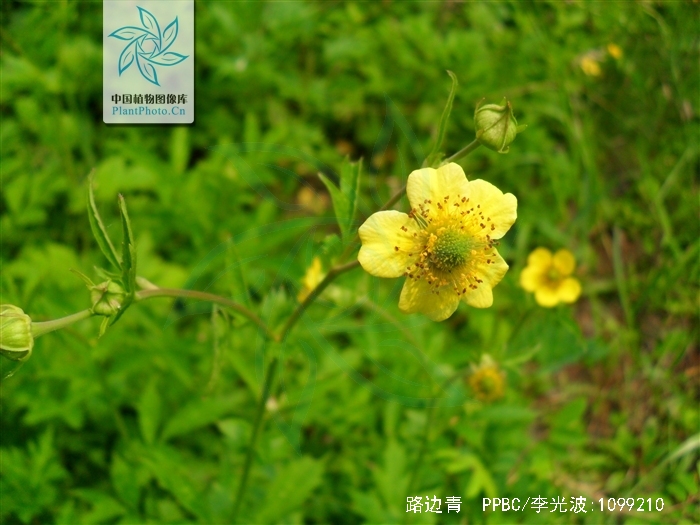 是蔷薇科路边青属,是全草植物.