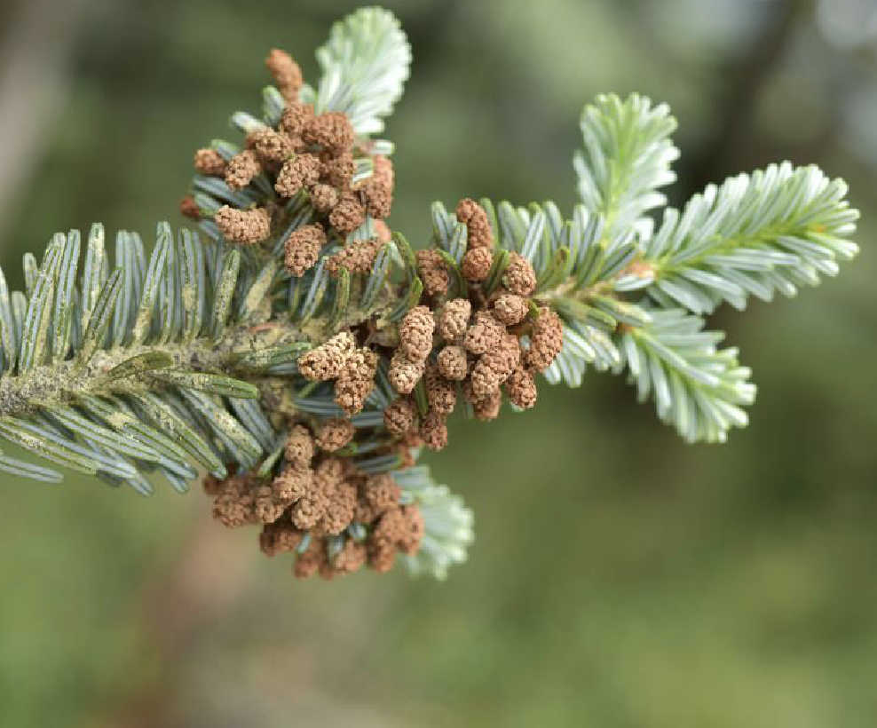  p>巴山冷杉(学名: i>abies fargesii /i> franch.