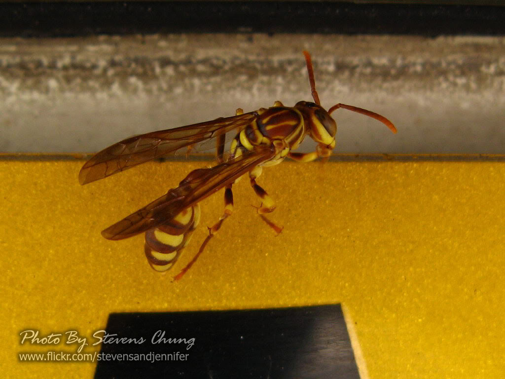 vespula rufa (linnaeus)