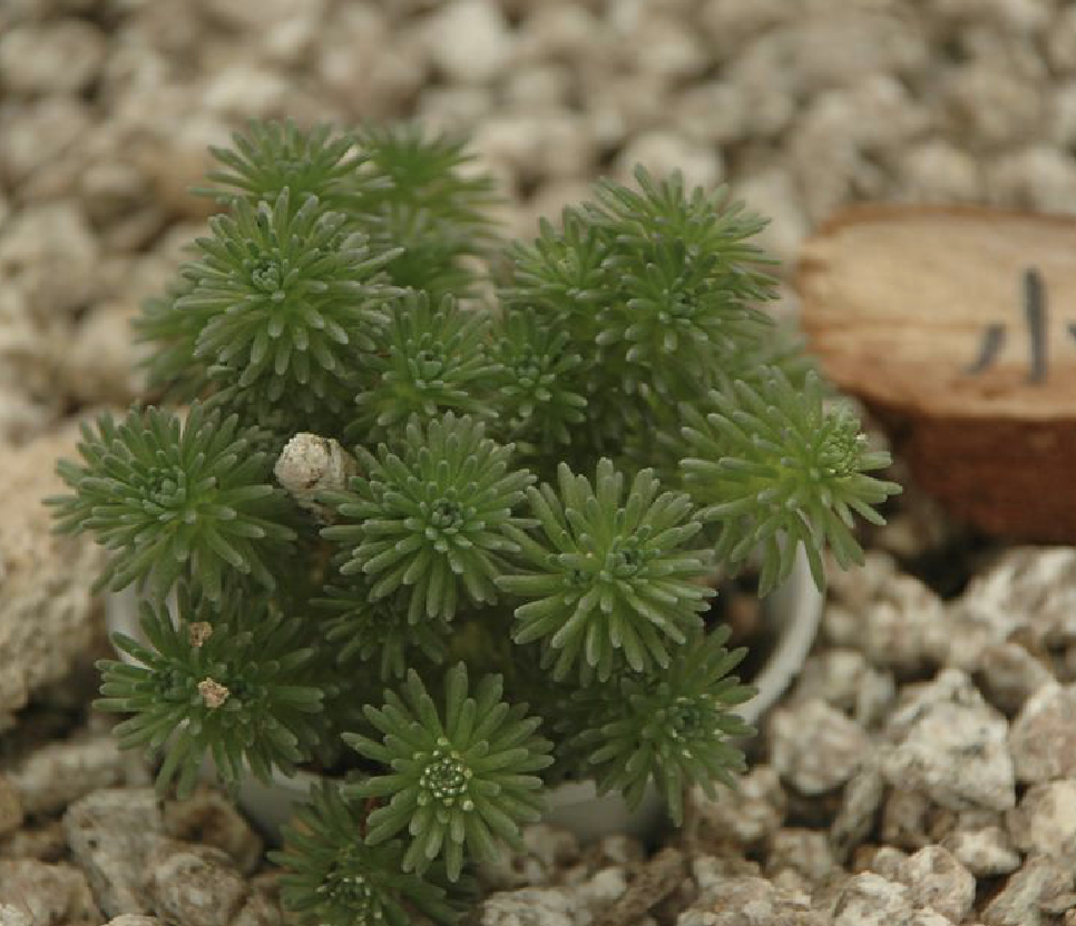  p>小松绿(学名: i>sedum /i>  i>multiceps /i> coss.
