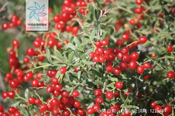 小果白刺