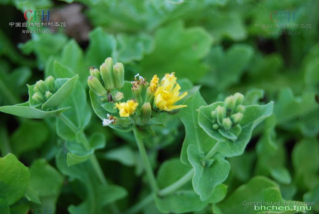  p>还阳参属(学名:crepis l.