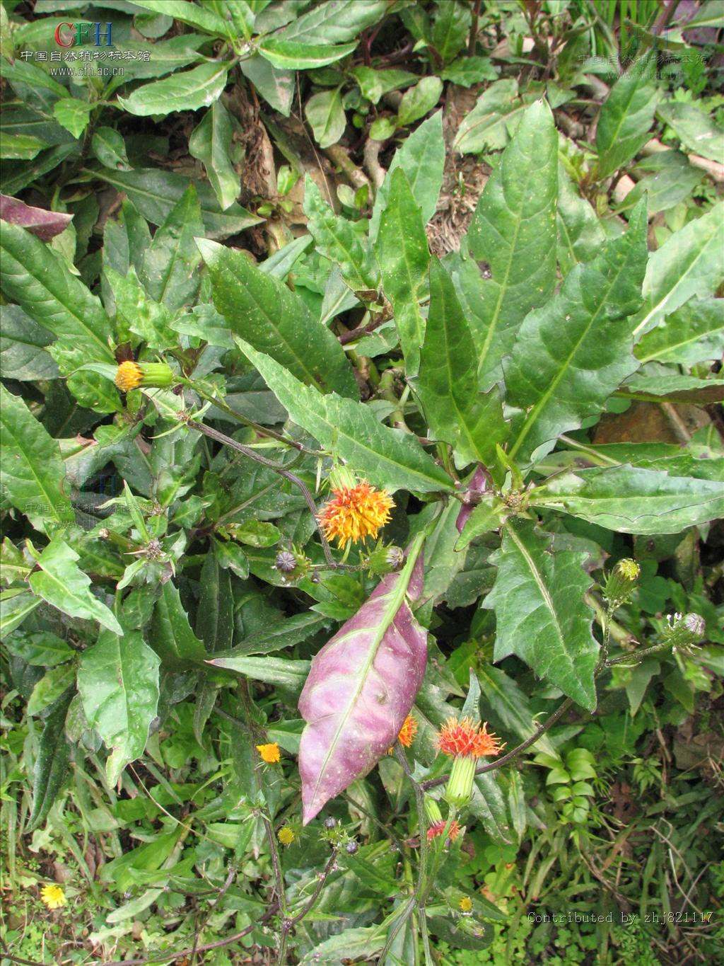  p>红凤菜( i>gynura bicolor dc.