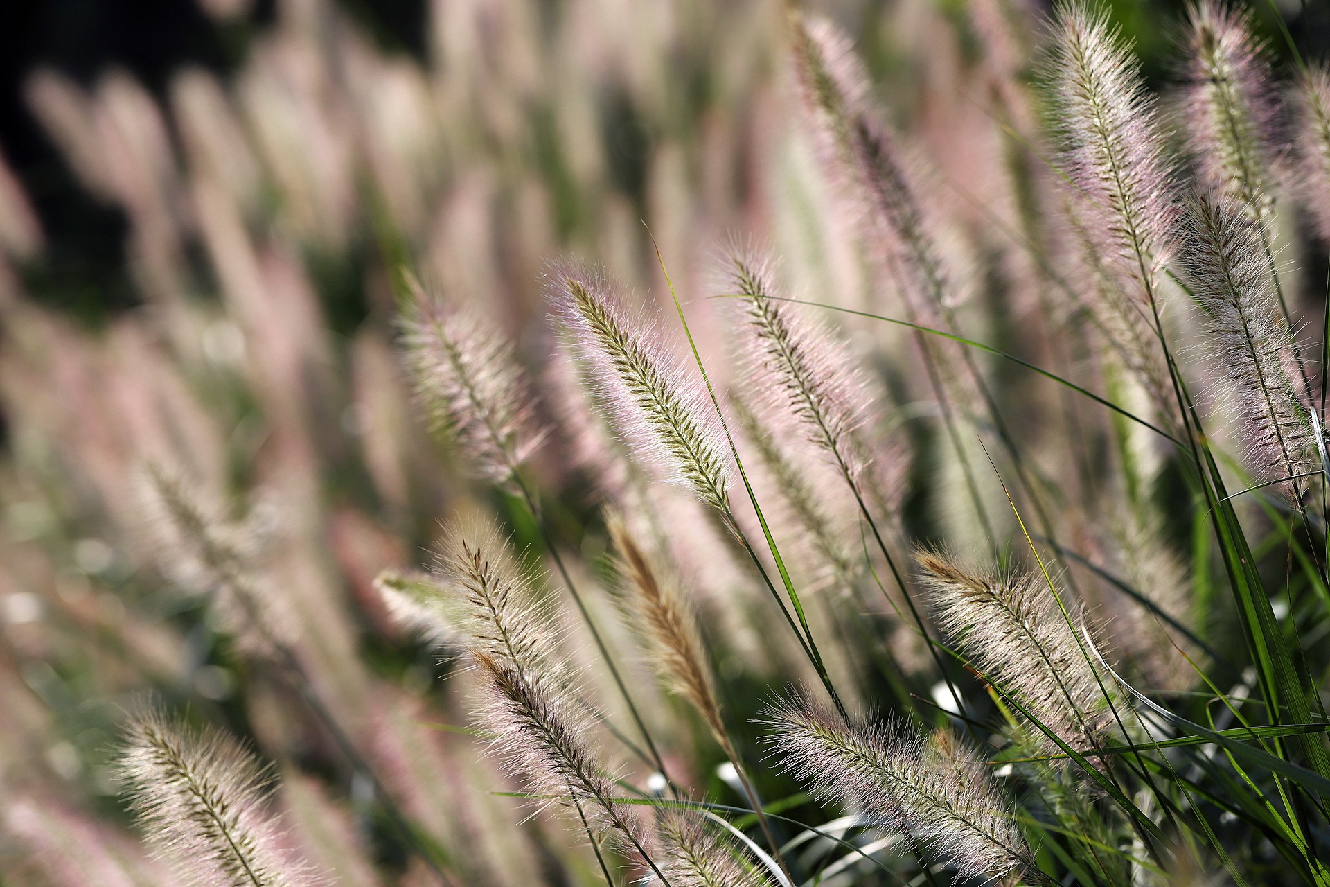  p>狼尾草属(学名:pennisetum)是禾本科下一个属,约140种,分布于热带