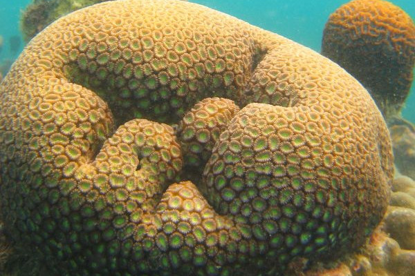 澳大利亚沙群海葵