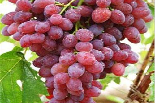 状元红葡萄