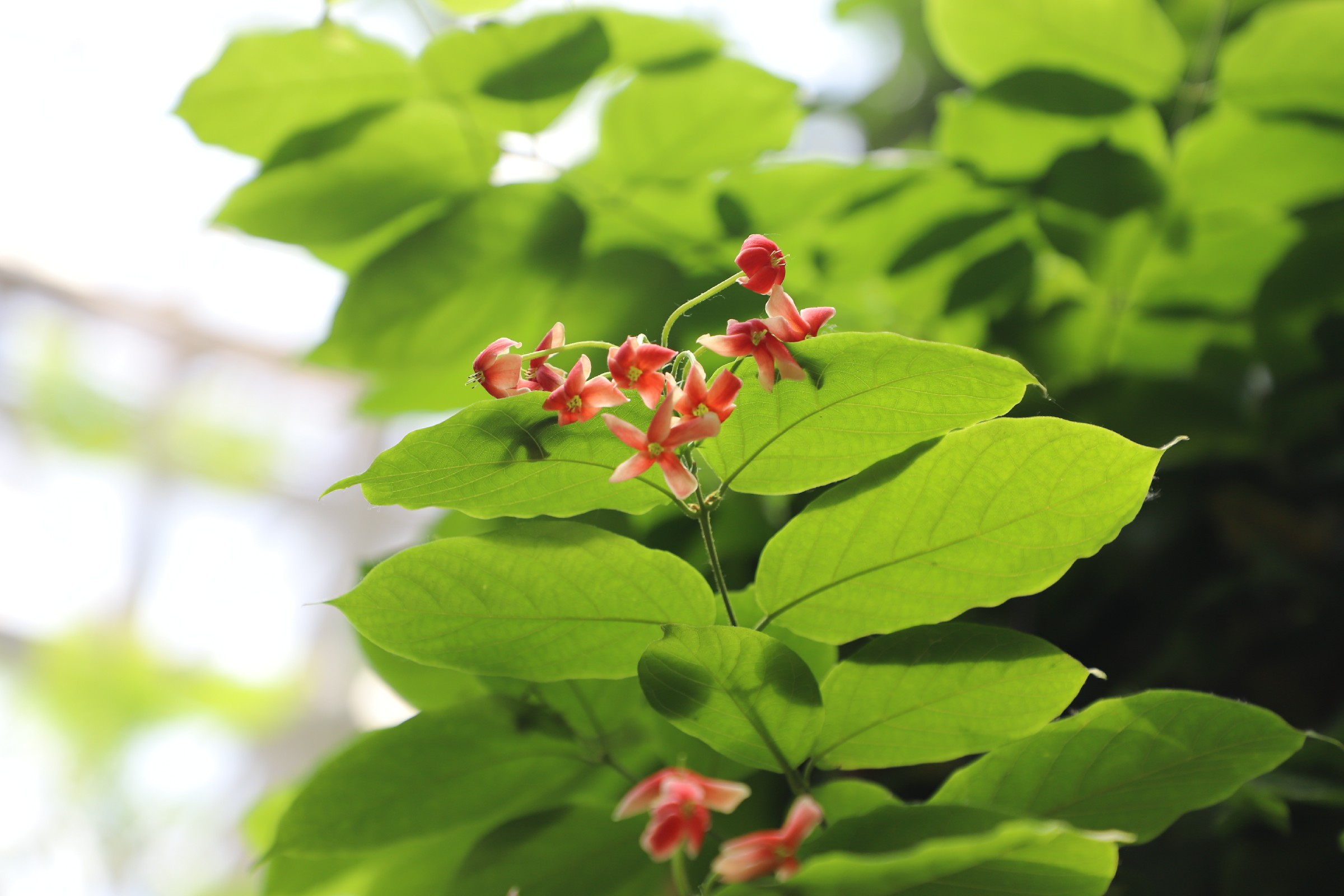 jongkind),使君子科使风车子属木质藤本植物,单叶对生,叶片卵形或