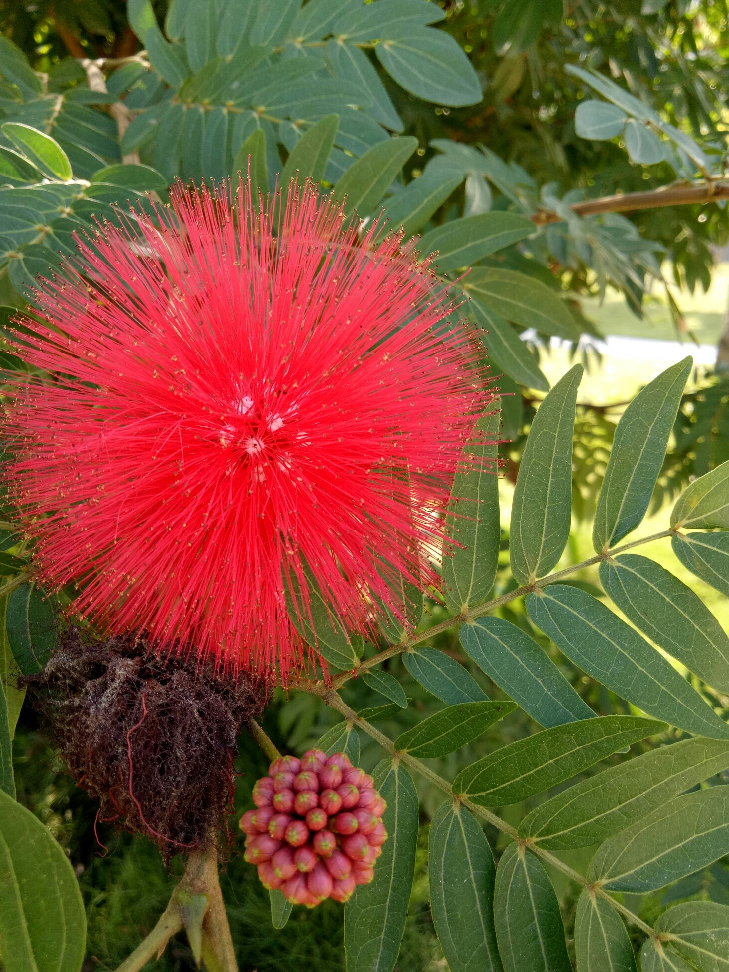 红色蒲公英