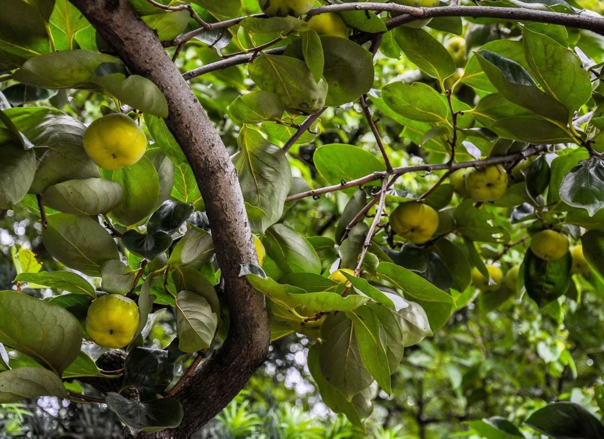 柿科(ebenaceae gürke)是杜鹃花目