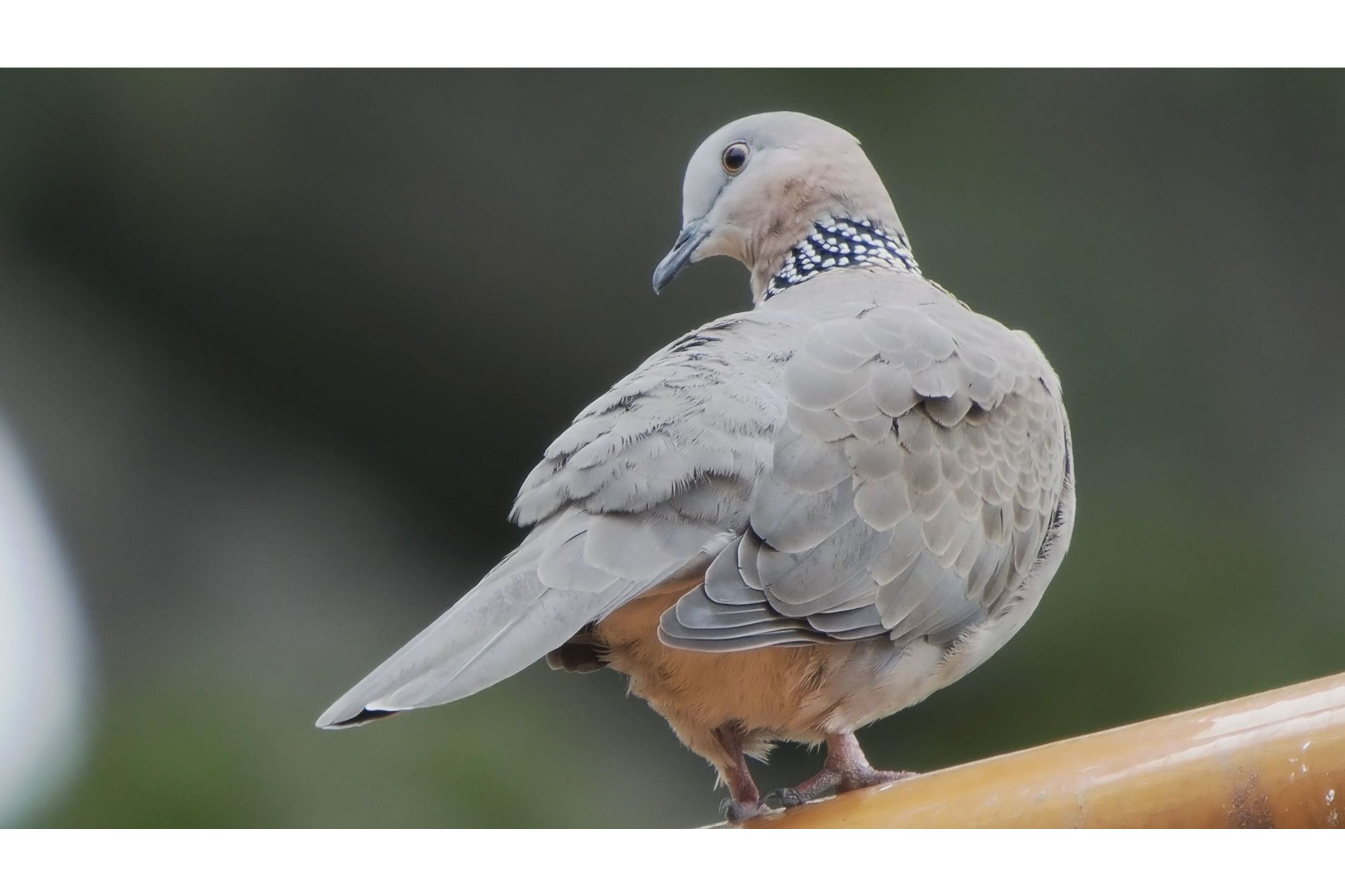 珠颈斑鸠台湾亚种