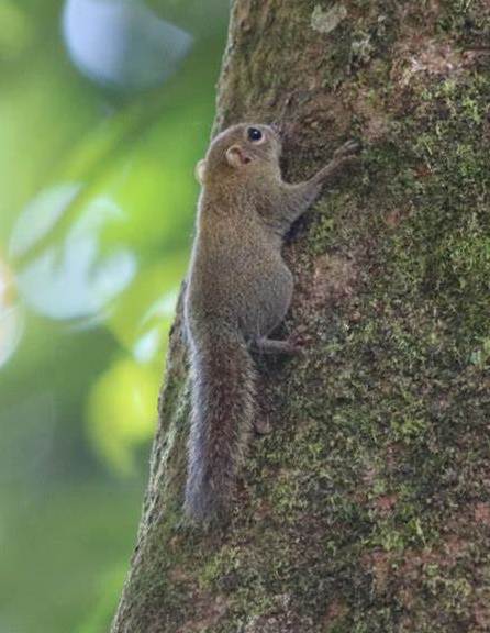 红颊长吻松鼠海南亚种