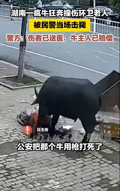 2024年10月8日永州疯牛撞伤老人事件