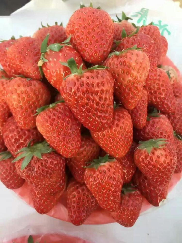 长丰草莓