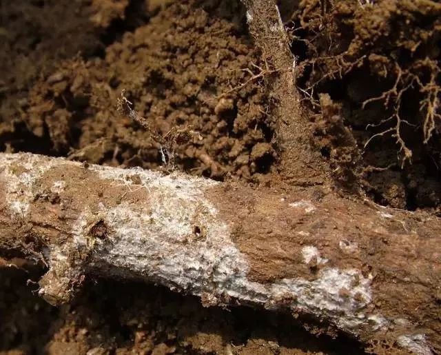  p>苹果树白纹羽病又名白绢病,俗称白烂,是由褐座坚壳菌侵染所引起的