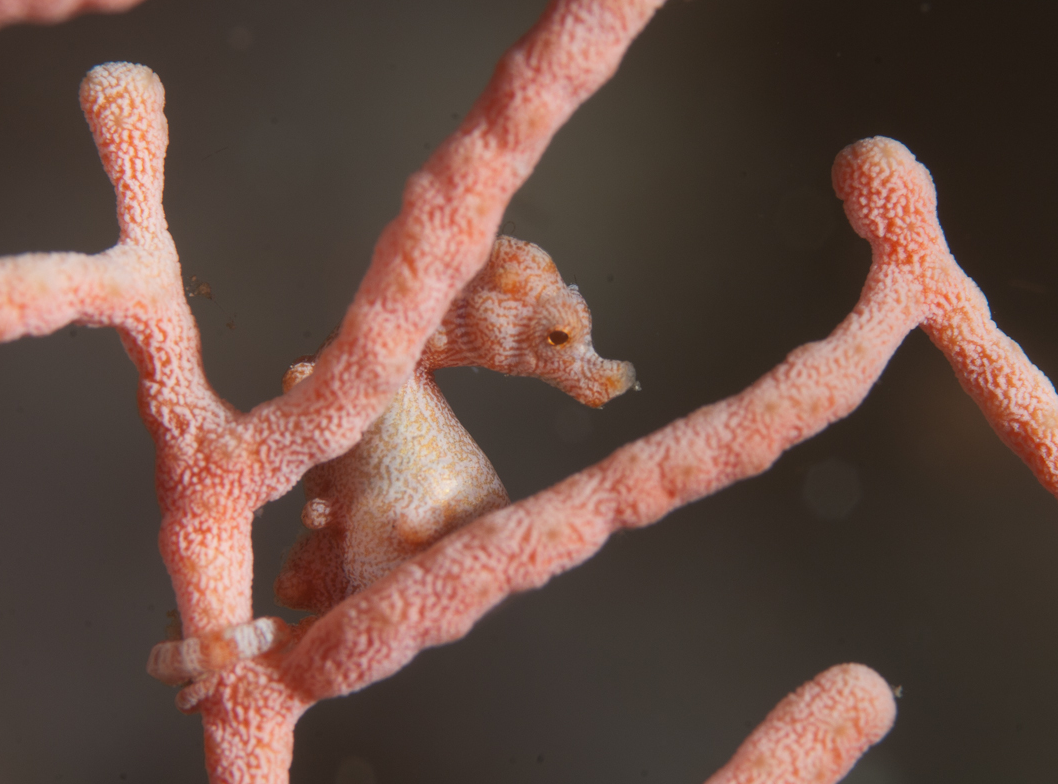 丹尼斯豆丁海马