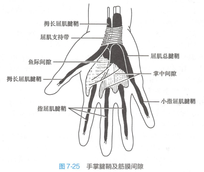 手指（人体器官）_百度百科