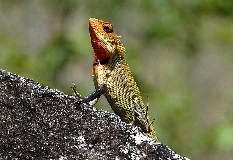  p>变色树蜥(学名: i>calotes versicolor /i>)是鬣蜥科,树蜥属的爬行