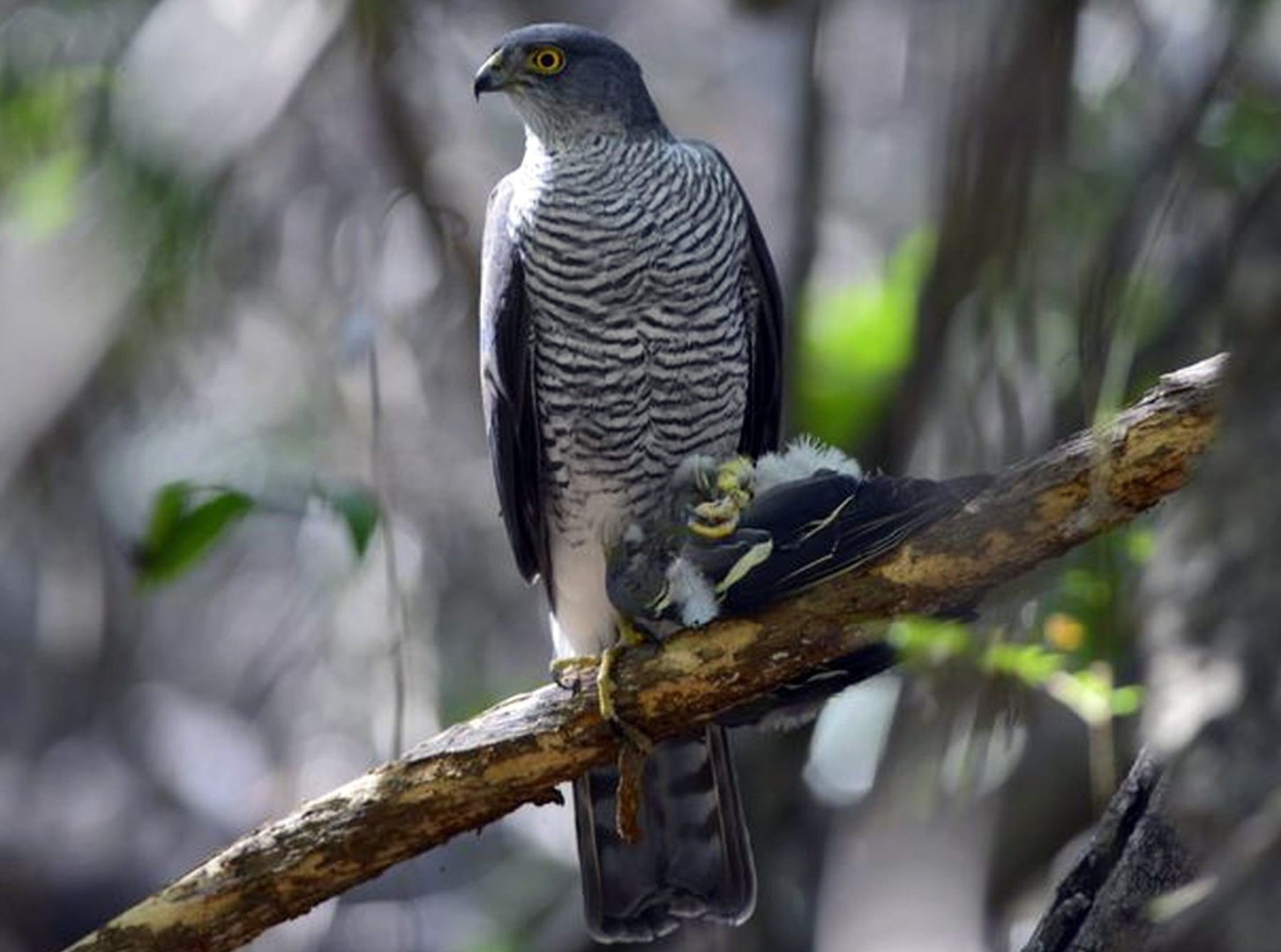  p>白颊雀鹰( i>accipiter meyerianus /i>)是鹰科,鹰属的一种大形