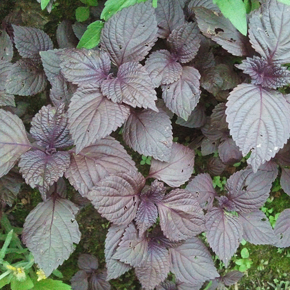 野生紫苏