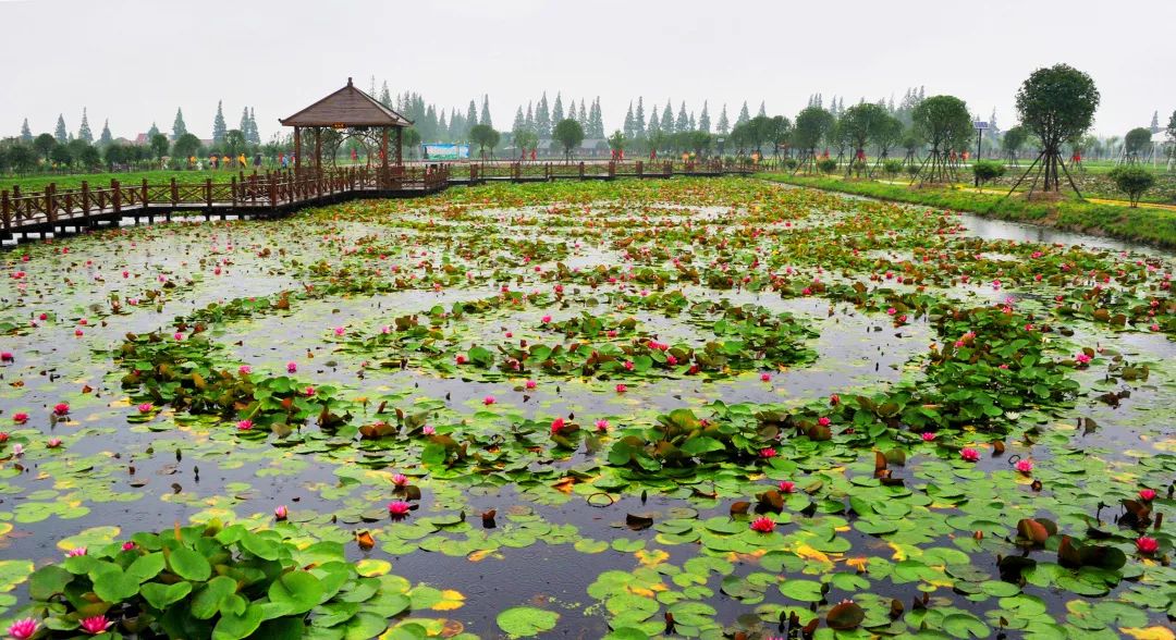 崇明荷花博览园