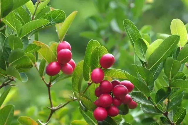  p>刺黄果(学名: i>carissa carandas /i>&nbsp;linn. mant. pl.