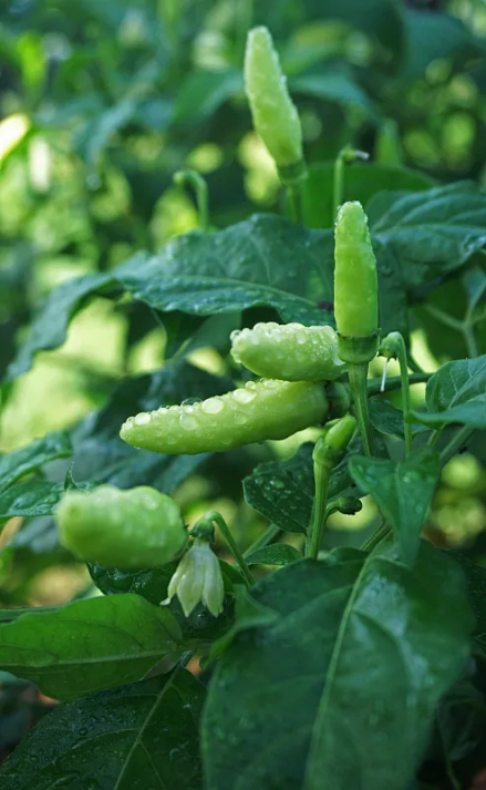 指天椒（辣椒目茄科植物）_百度百科