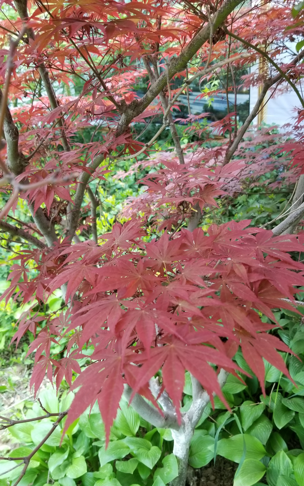 秋季红叶树种和黄叶树种有哪些 百科ta说
