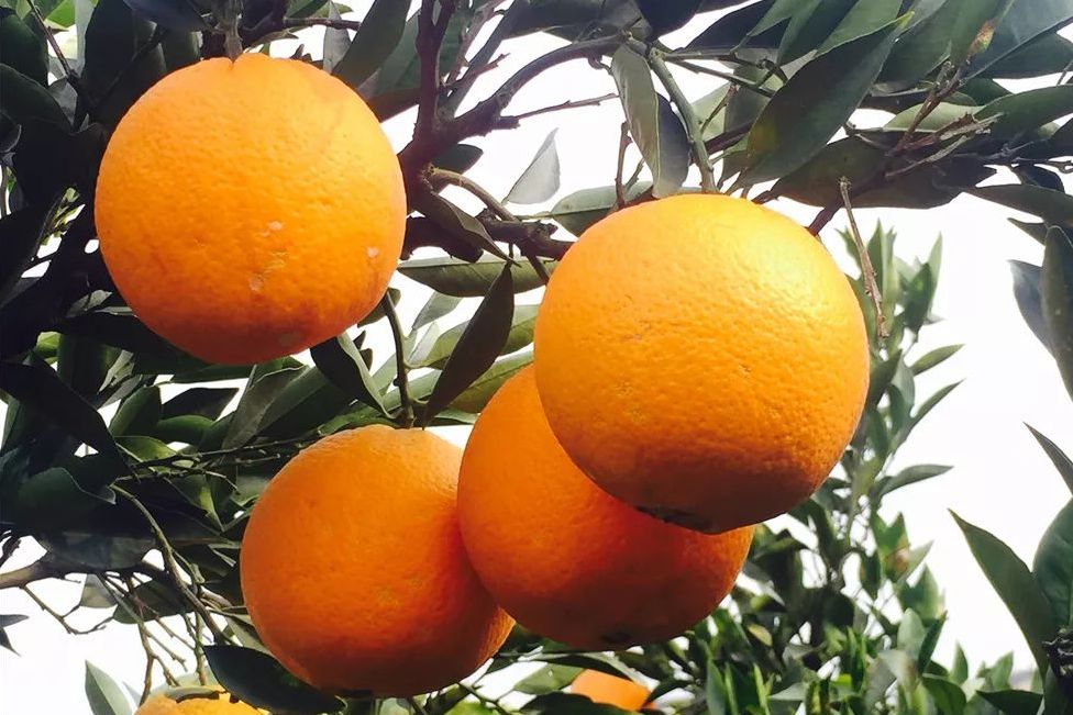 data-lemmaid="5020801">成都市 /a>金堂县特产,全国农产品地理标志