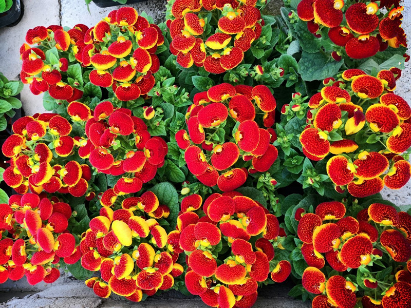 几种花似灯笼的盆栽绿植 美丽又喜庆 花期还很长 适合室内种植 百科ta说