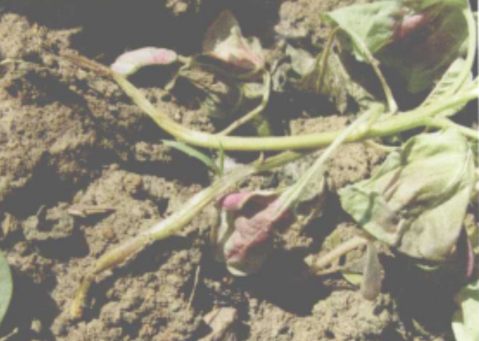 苋菜幼苗猝倒病