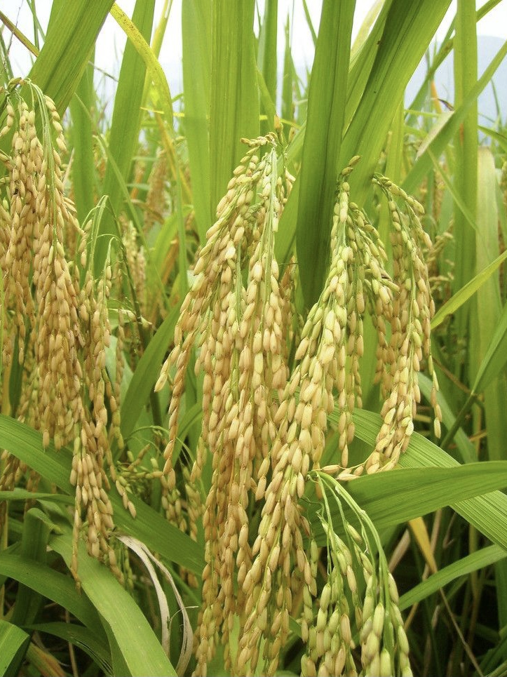 占城稻