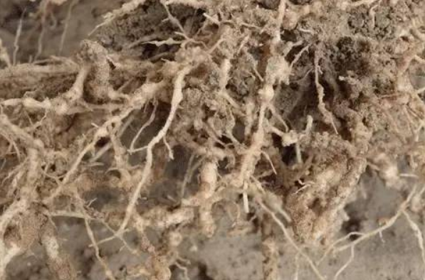  p>番茄根结线虫病是由南方根结线虫引起的,发生在 a target="_blank"