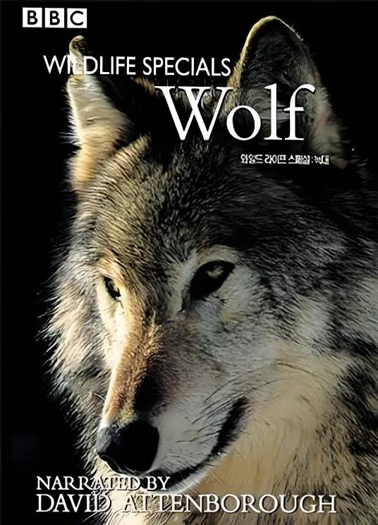 BBC Wildlife Specials—Wolf_百度百科