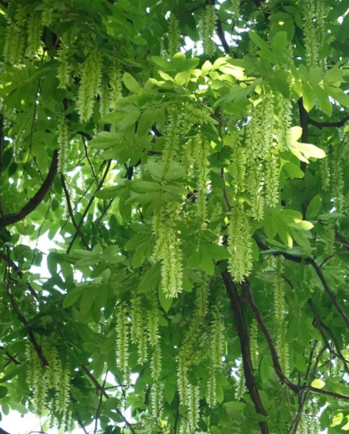 如此神奇的枫杨树你不认识一下吗？_百科TA说