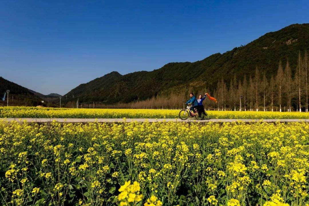 卞庄镇代村生态农业旅游区