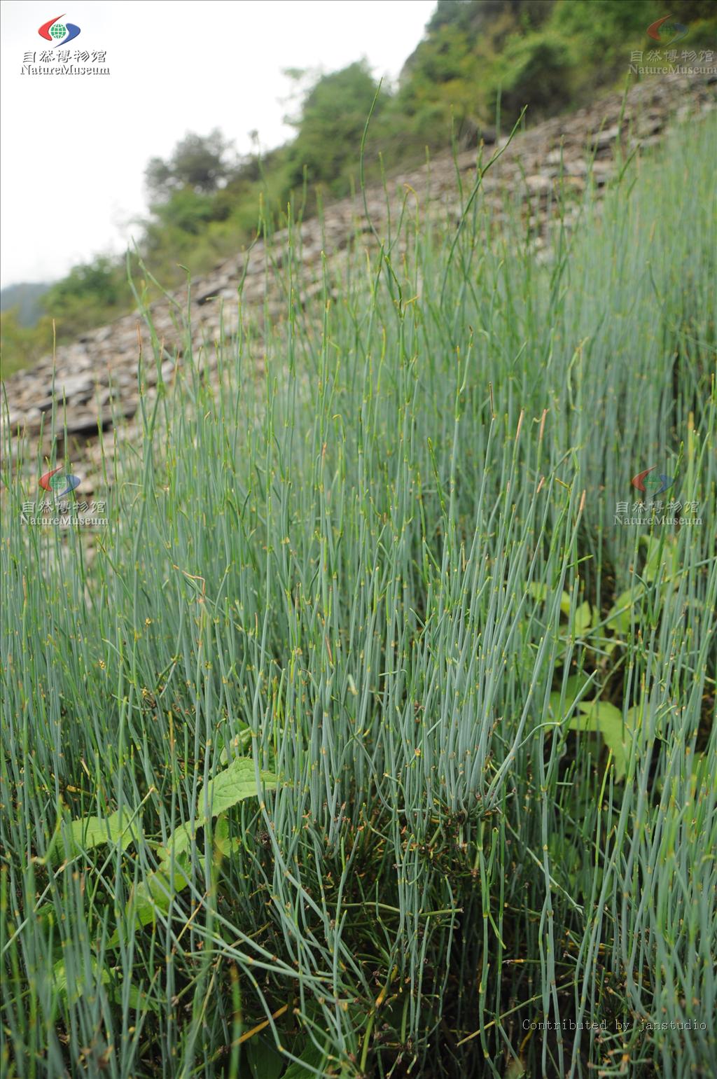 丽江麻黄