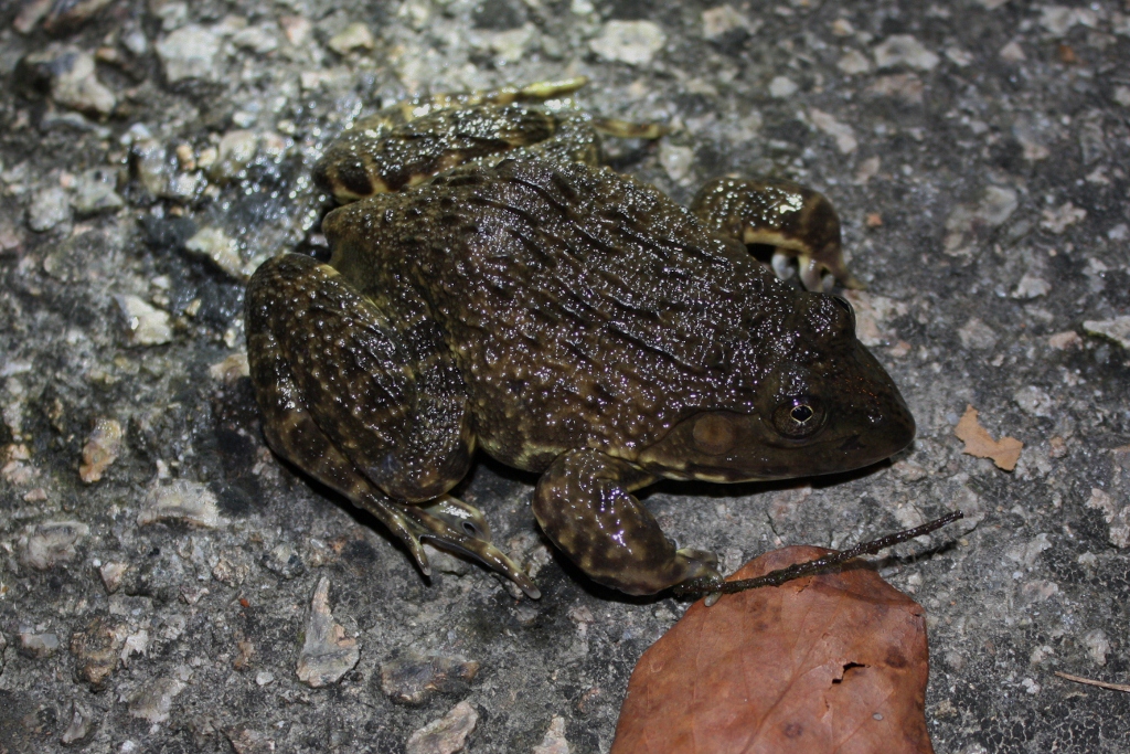  p>虎纹蛙(学名: i>hoplobatrachus rugulosus /i>)是叉舌蛙科,虎纹蛙