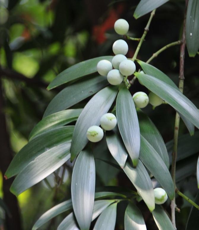  p>长叶竹柏(学名: i>nageia fleuryi /i> (hickel) de laubenfels)是