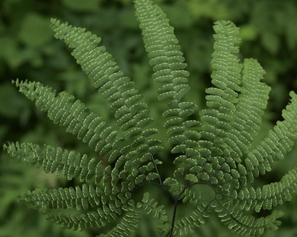 是凤尾蕨科, a target="_blank" href="/item/铁线蕨属/6948142"