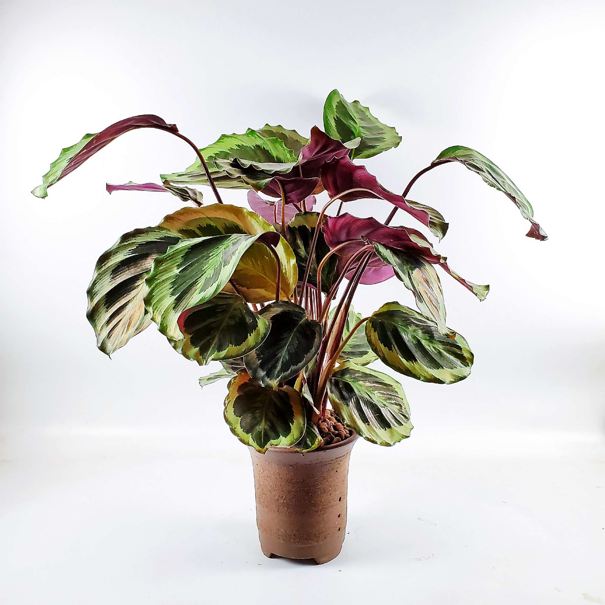  p>竹芋(学名: i>maranta arundinacea  /i>l.