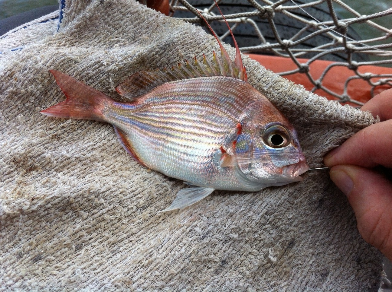  p>真鲷(学名: i>pagrus major /i>)是鲷科,真鲷属鱼类.