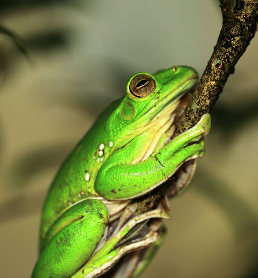 树蛙