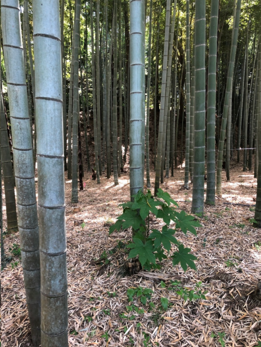 毛竹（禾本科刚竹属一种植物）_百度百科