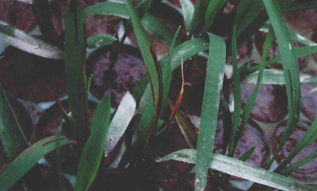 水稻细菌性褐斑病