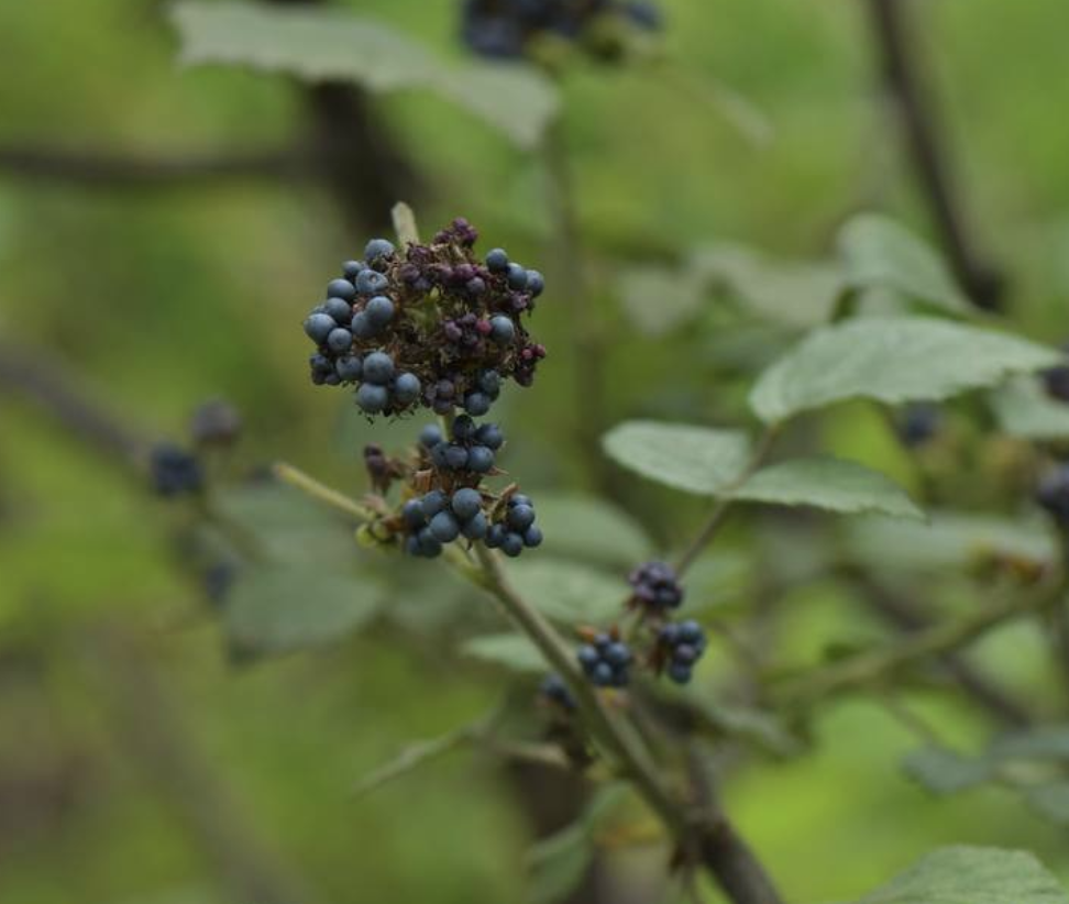 p>喜阴悬钩子(学名: i>rubus mesogaeus /i> focke)是蔷薇科,悬钩子