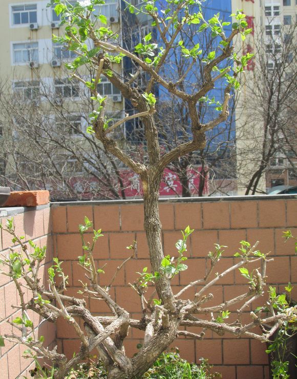  p>茉莉花(学名:  i>jasminum sambac /i> (l.