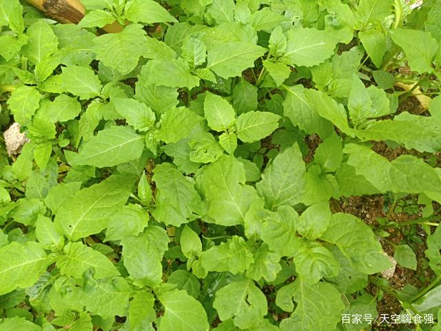 briq.)是白花菜科白花菜属的一年生直立草本植物.