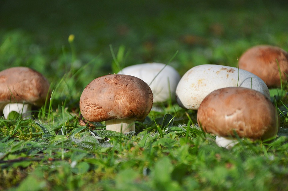  p>巴西蘑菇(学名: i>agaricus blazei  /i>murill)是伞菌科,蘑菇属