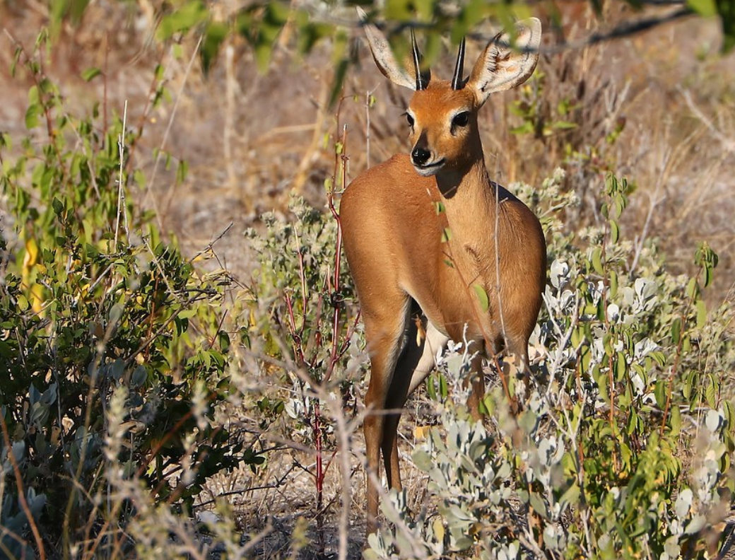 raphicerus campestris
